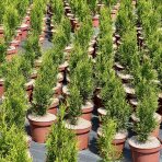 Tuja západná (Thuja occidentalis) ´SMARAGD´ - výška 40-60 cm, kont. C3L